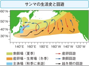 サンマ回遊